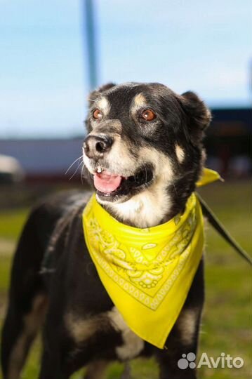 Просто дворняжка Теодор