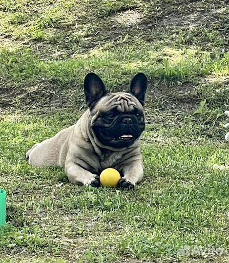 Французский бульдог вязка