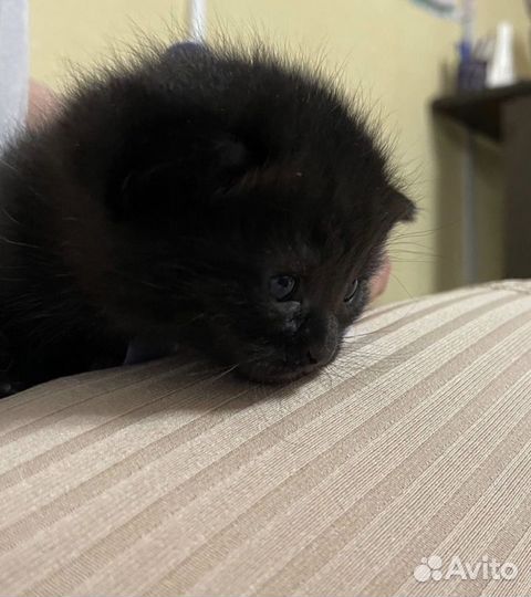 Британские котята