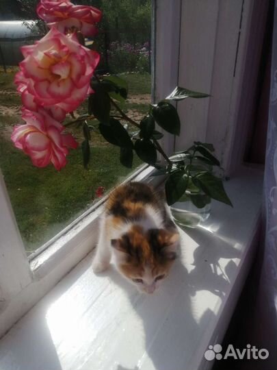 Котенок девочка бесплатно