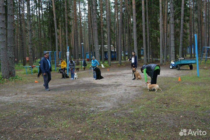 Дрессировка собак. Гостиница для собак