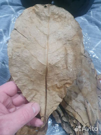 Листья миндаля в аквариум