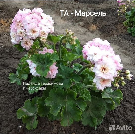 Пеларгония та - Марсель