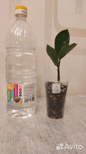 Замиокулькас