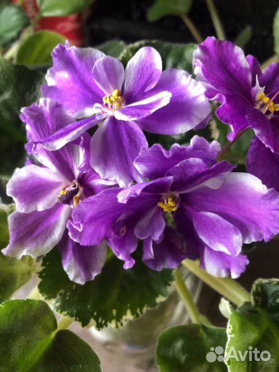 Детки (старты) сортовых фиалок