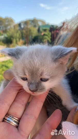 Милые котята