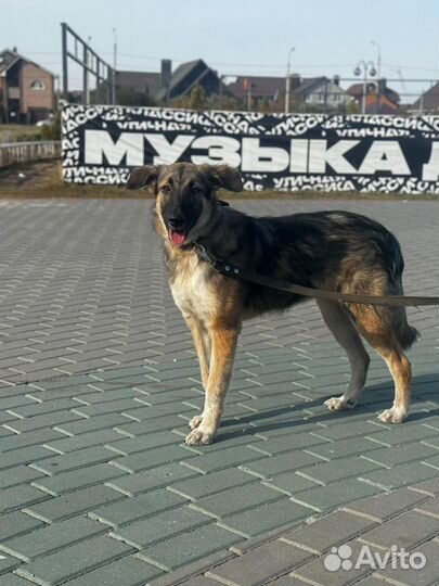 Щенок девочка в добрые руки