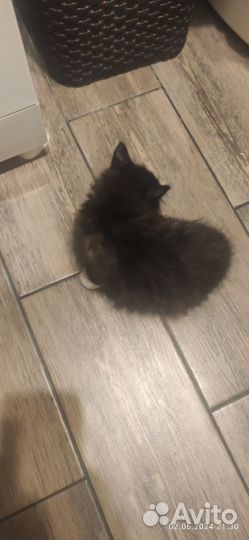 Отдам в добрые руки котёнка