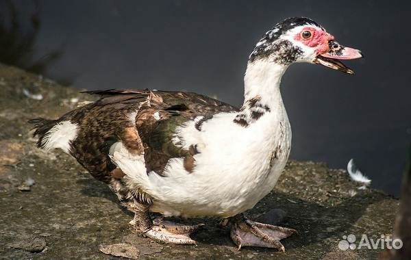 Мускусные утки