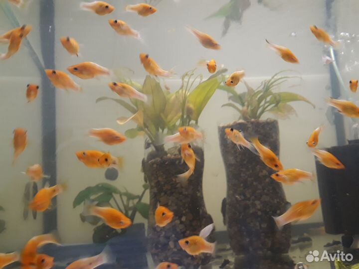 Анциструс. Моллинезии. Скалярии. Креветки. Улитки