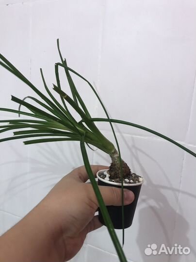 Бокарнея нолина, детки