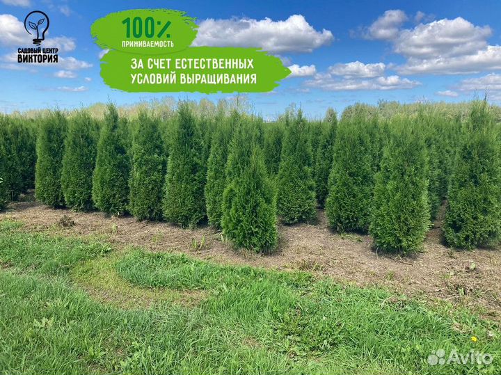 Саженцы Туя Смарагд 180-200 см доставка