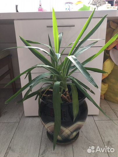 Юкка в глиняном горшке 15 л