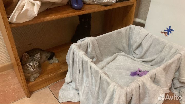 Два котенка мальчик и девочка