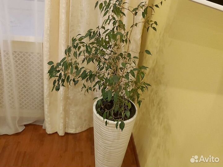 Комнатные цветы фикус