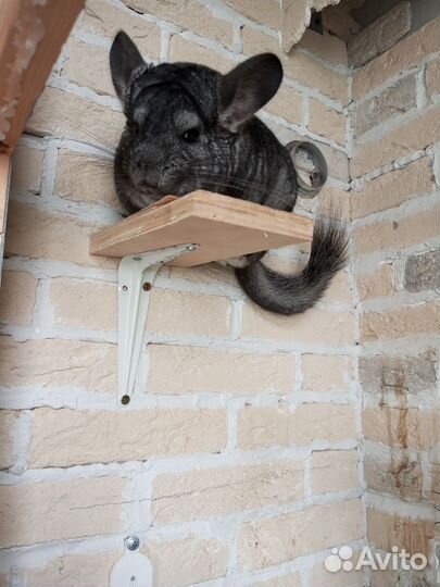 Отдам бесплатно