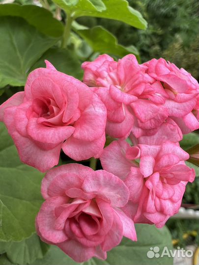 Пеларгония герань