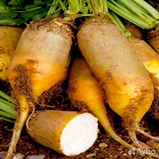 Свекла кормовая