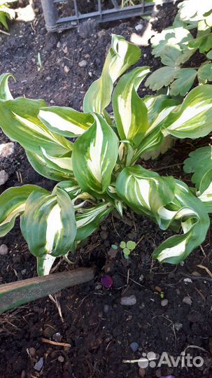 Необычный ирис и др многолеткиОт