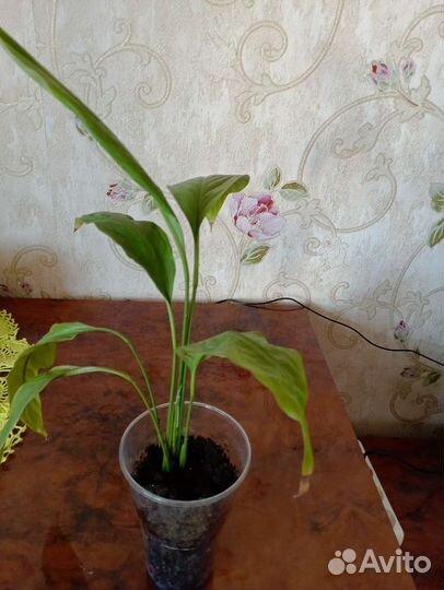 Спатифиллум