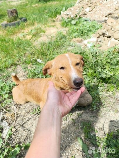 Кобель в добрые руки