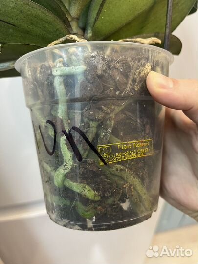 Орхидея фаленопсис