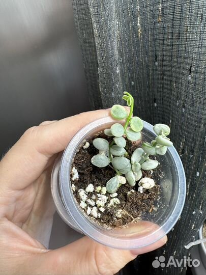 Дисхидия nummularia silver