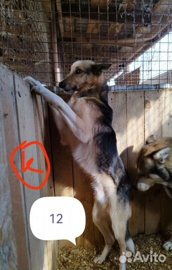 Собачки ищут дом