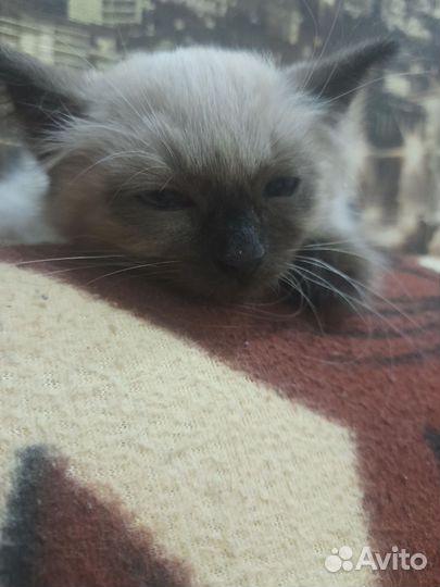 Котята в добрые руки бесплатно