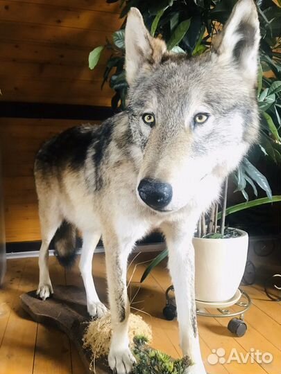 Животные чучело волка