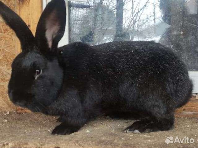 Кролики мясных пород