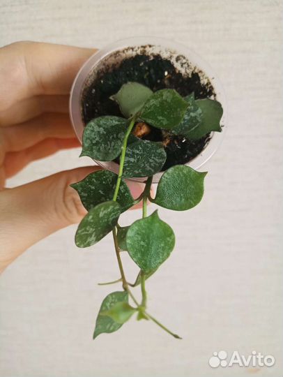 Хойя Куртиси, Эскимо, Полинейра, Ретуза, Матильда