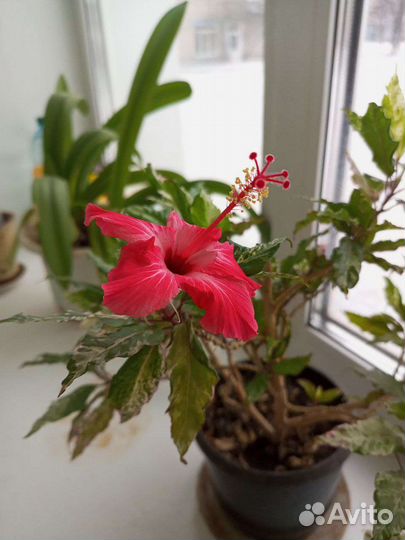 Гибискус Купера