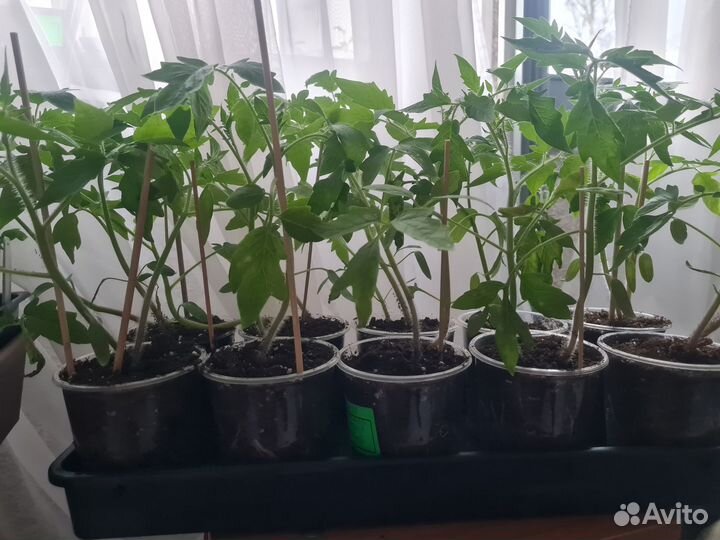 Сочная рассада помидор