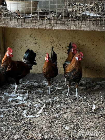 Декоративные петушки