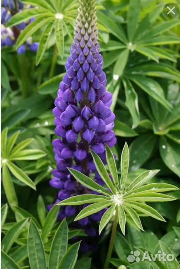 Многолетние цветы