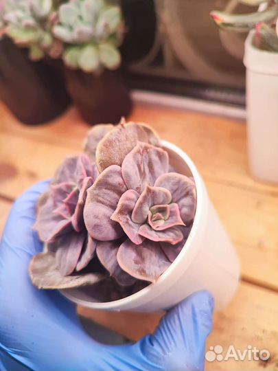 Echeveria marble