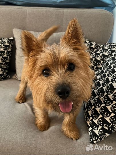 Догситтер/выгул собак