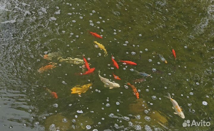 Рыбки в пруд (кометы)