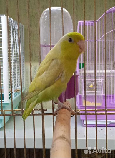 Воробьиный попугай