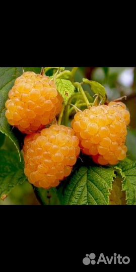 Саженцы малины, ежевики