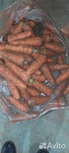 Морковь салатная