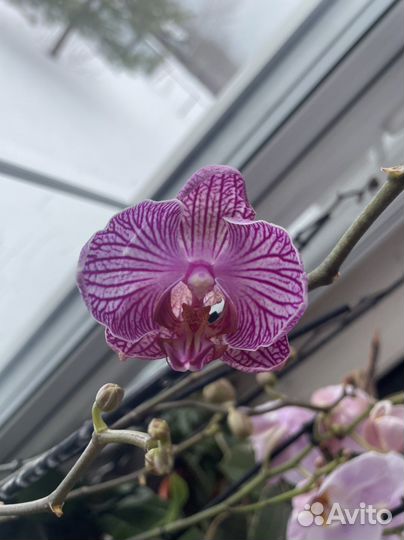 Орхидея фаленопсис