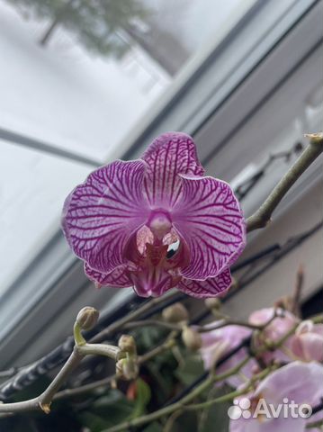 Орхидея фаленопсис