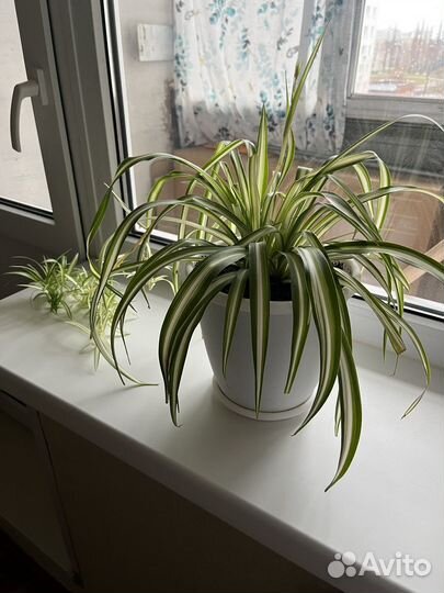 Продам большой Хлорофитум vittatum