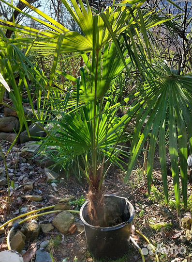 Пальма веерная