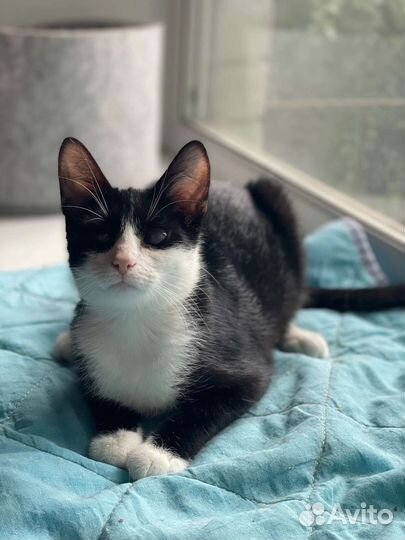 Котята Леля и Ляля ищут дом 4 мес