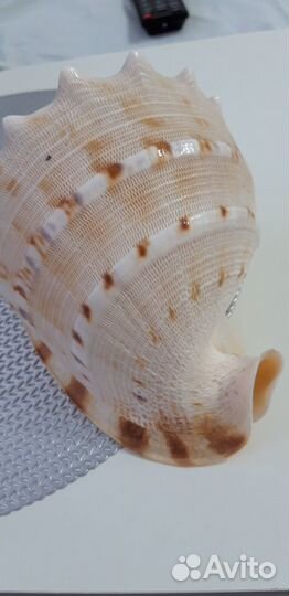 Морская ракушка