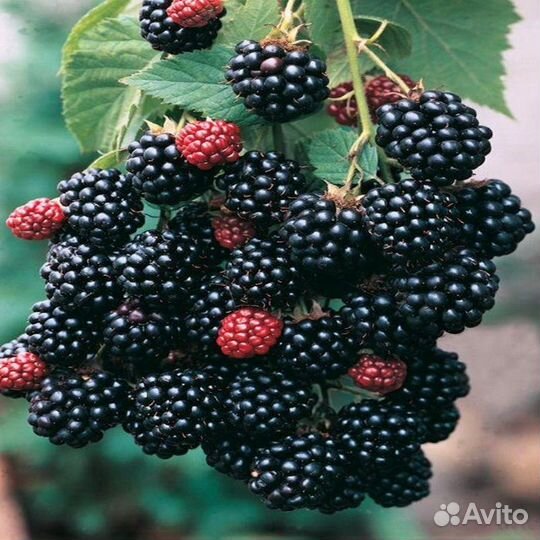 Саженцы ежевики