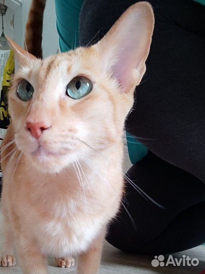 Зооняня собаки, коты, кролики, хомячки, ёжики и тп